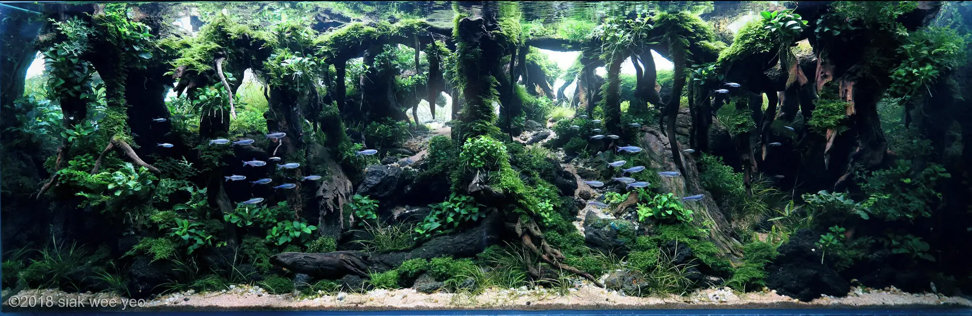 Step by step progression IAPLC 2020 GrandPrize - Eden