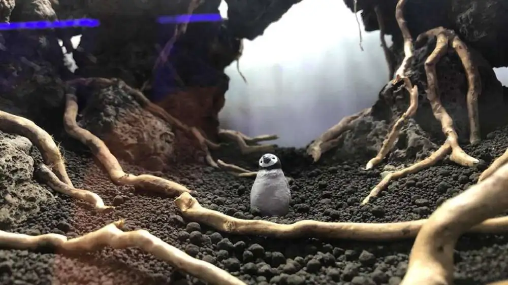 Step by step progression IAPLC 2018 Rank 23