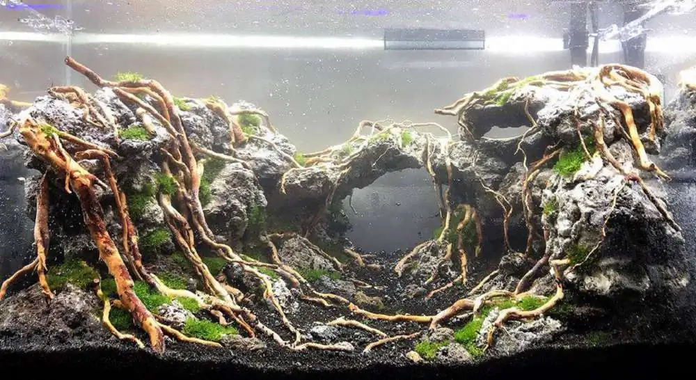 Step by step progression IAPLC 2018 Rank 23