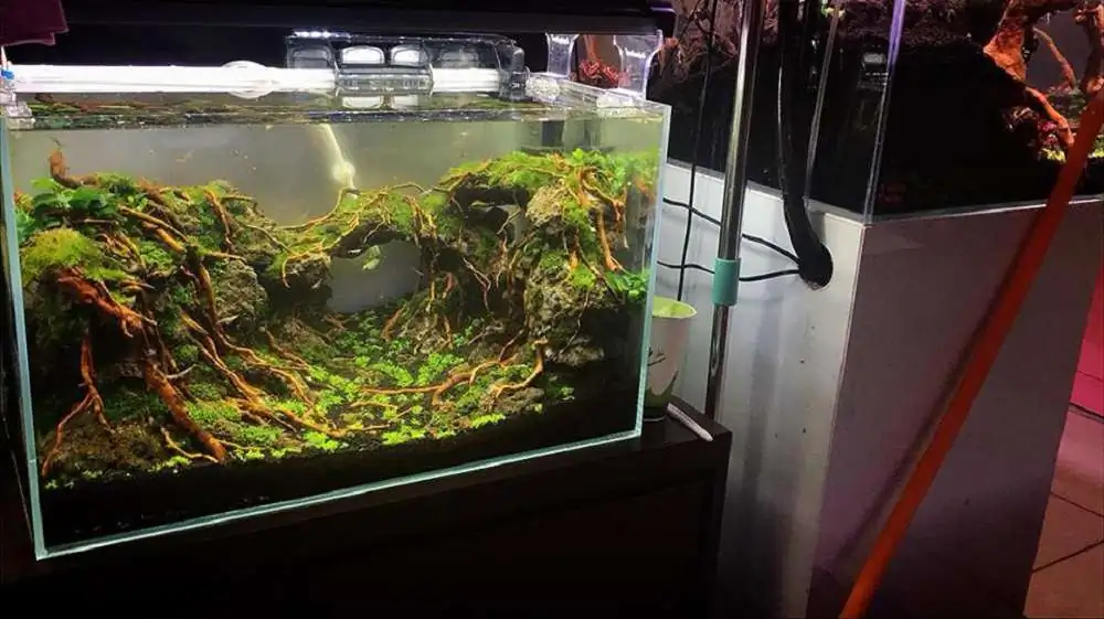 Step by step progression IAPLC 2018 Rank 23