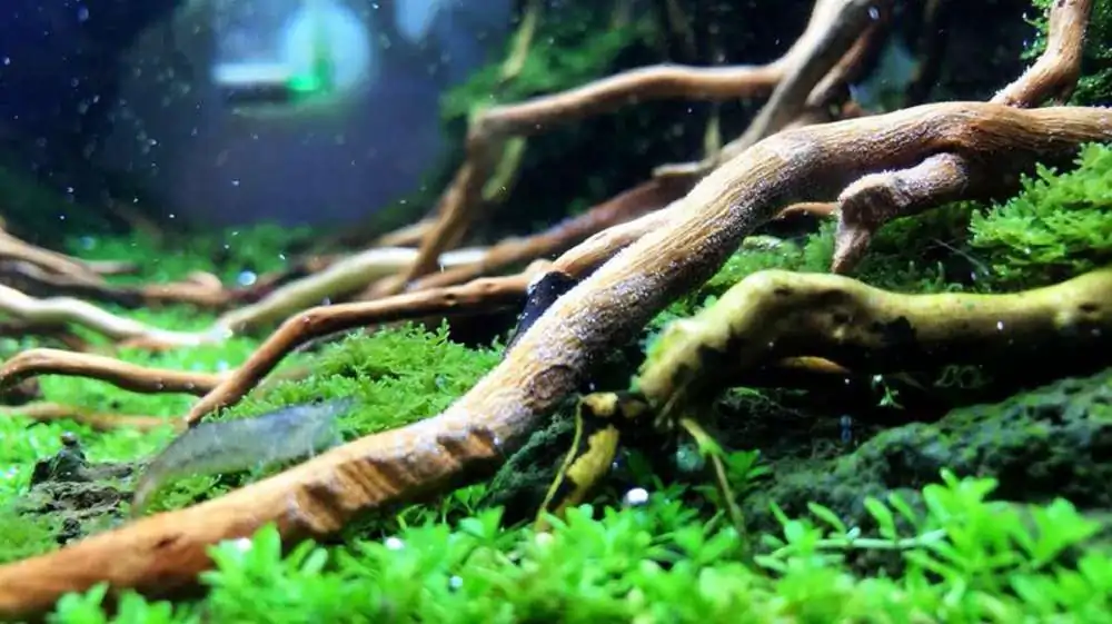 Step by step progression IAPLC 2018 Rank 23