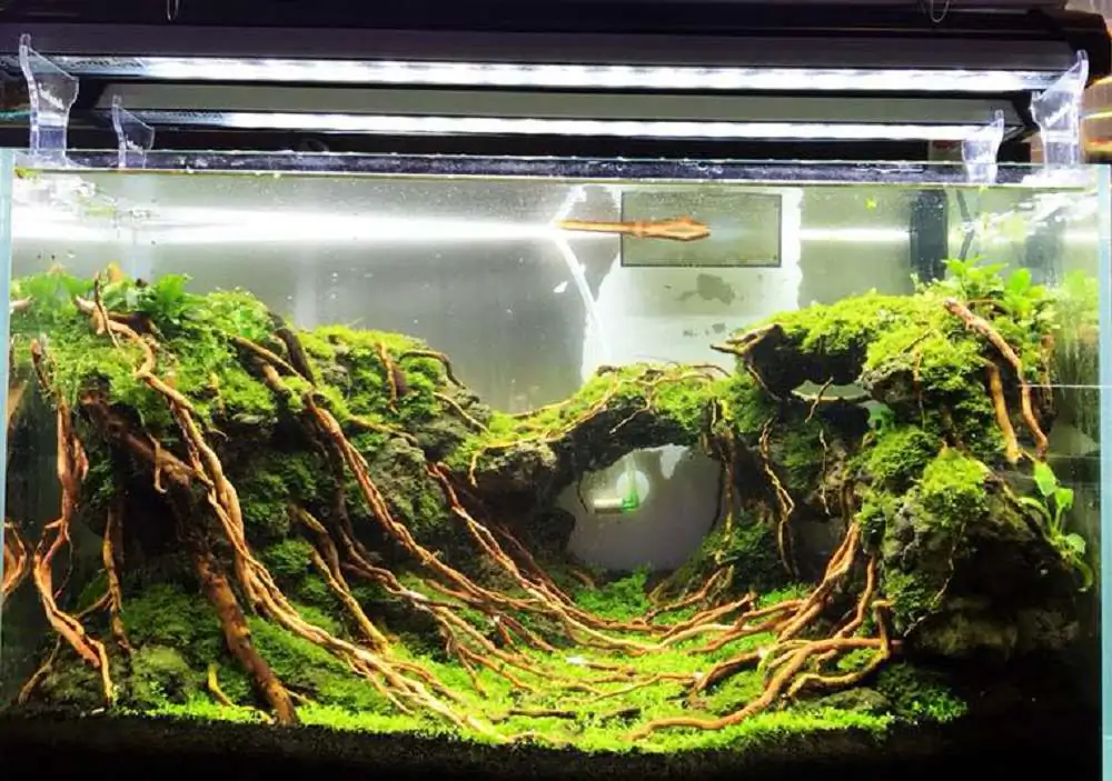 Step by step progression IAPLC 2018 Rank 23