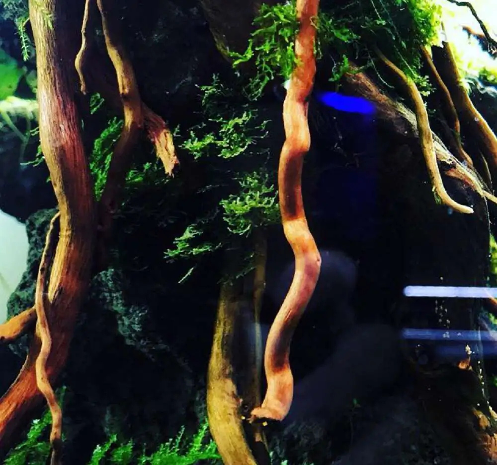 Step by step progression IAPLC 2018 Rank 23