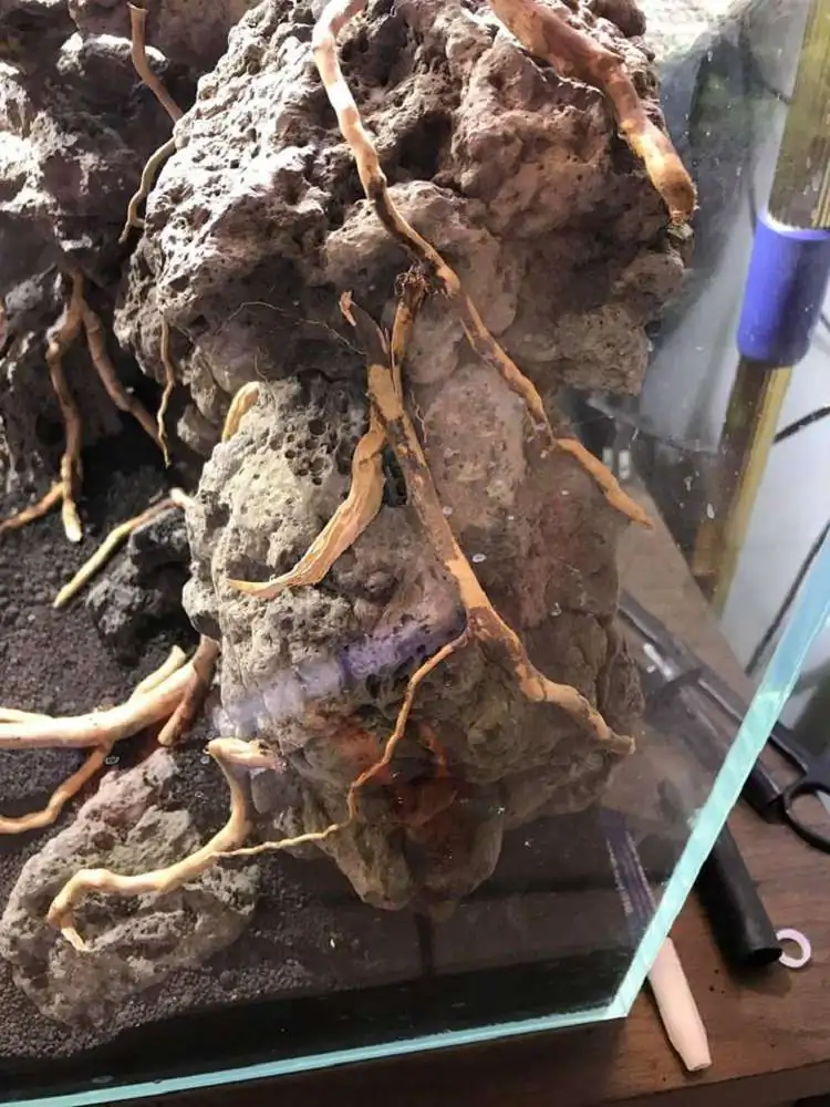 Step by step progression IAPLC 2018 Rank 23