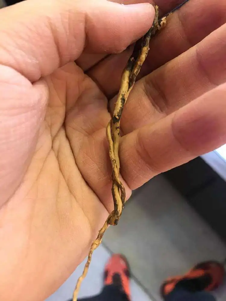 Step by step progression IAPLC 2018 Rank 23