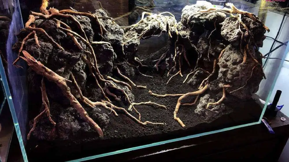 Step by step progression IAPLC 2018 Rank 23