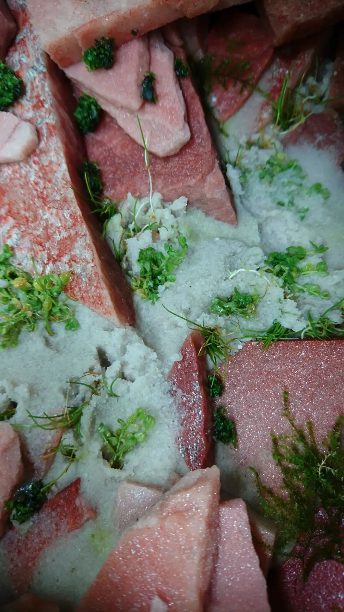 How to make an aquatic plant aquarium ranked 27th in the world - IAPLC 2018 - Place of fascinatin