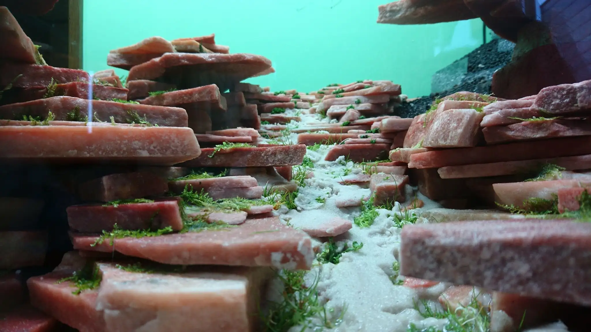 How to make an aquatic plant aquarium ranked 27th in the world - IAPLC 2018 - Place of fascinatin