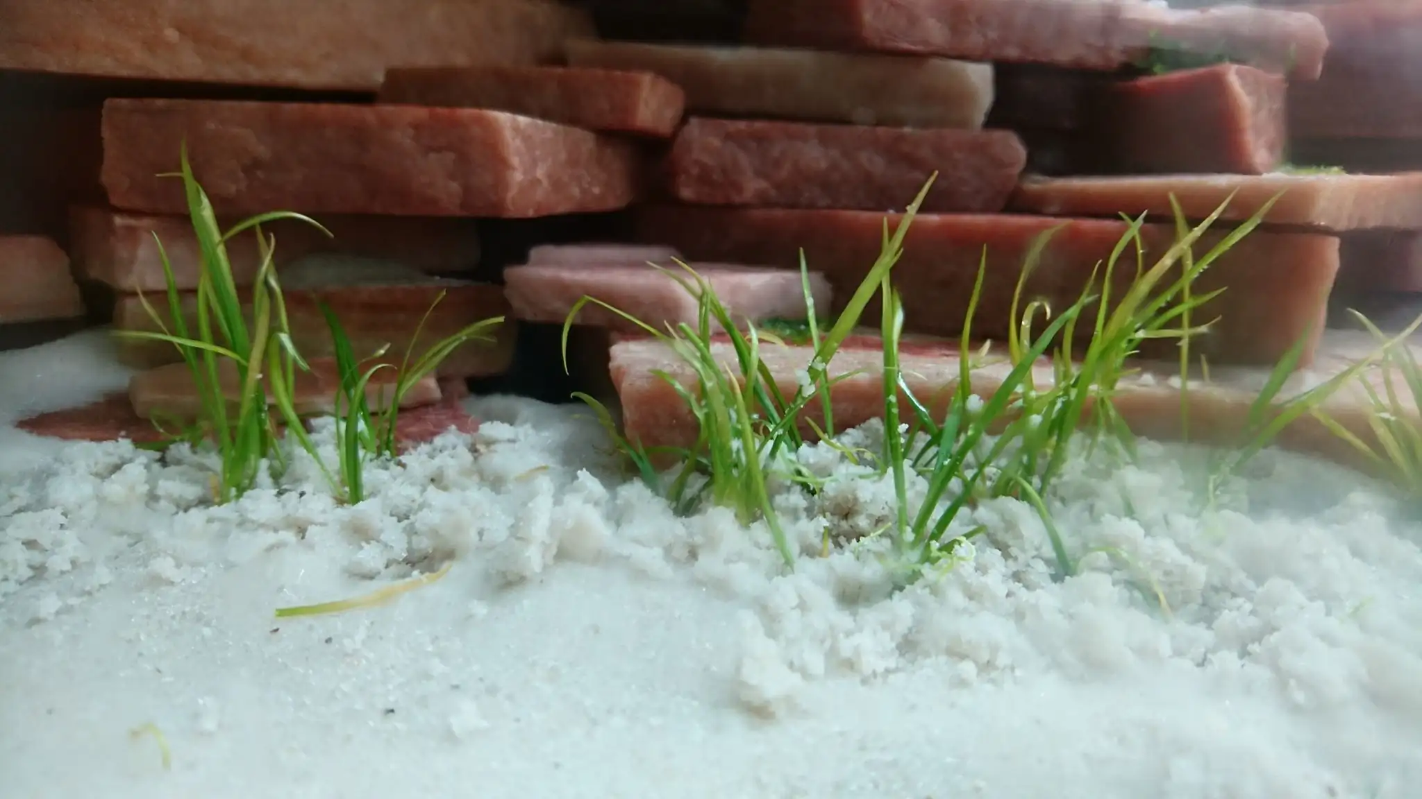 How to make an aquatic plant aquarium ranked 27th in the world - IAPLC 2018 - Place of fascinatin