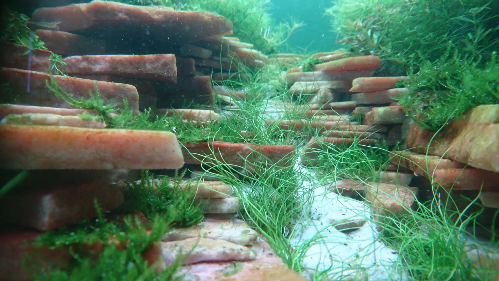 How to make an aquatic plant aquarium ranked 27th in the world - IAPLC 2018 - Place of fascinatin