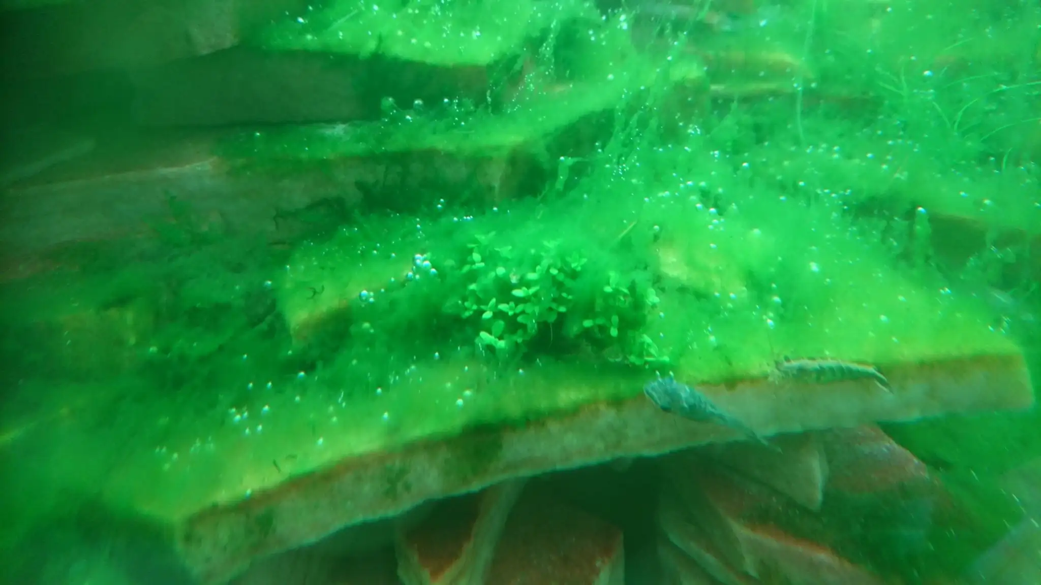 How to make an aquatic plant aquarium ranked 27th in the world - IAPLC 2018 - Place of fascinatin