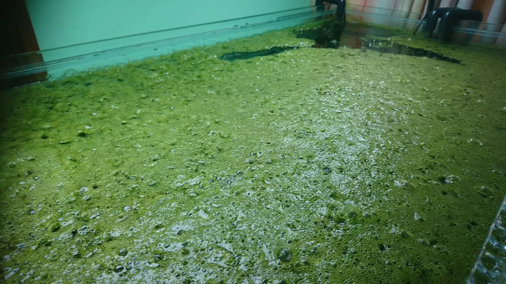 How to make an aquatic plant aquarium ranked 27th in the world - IAPLC 2018 - Place of fascinatin