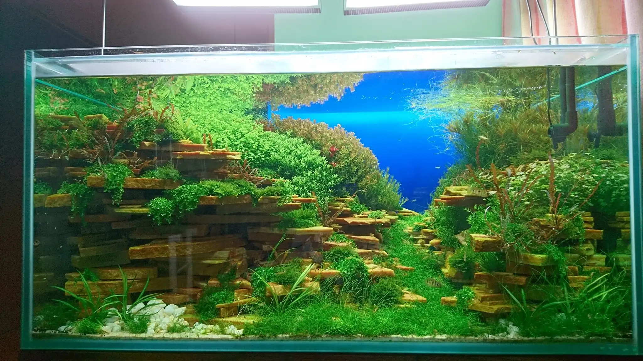 How to make an aquatic plant aquarium ranked 27th in the world - IAPLC 2018 - Place of fascinatin