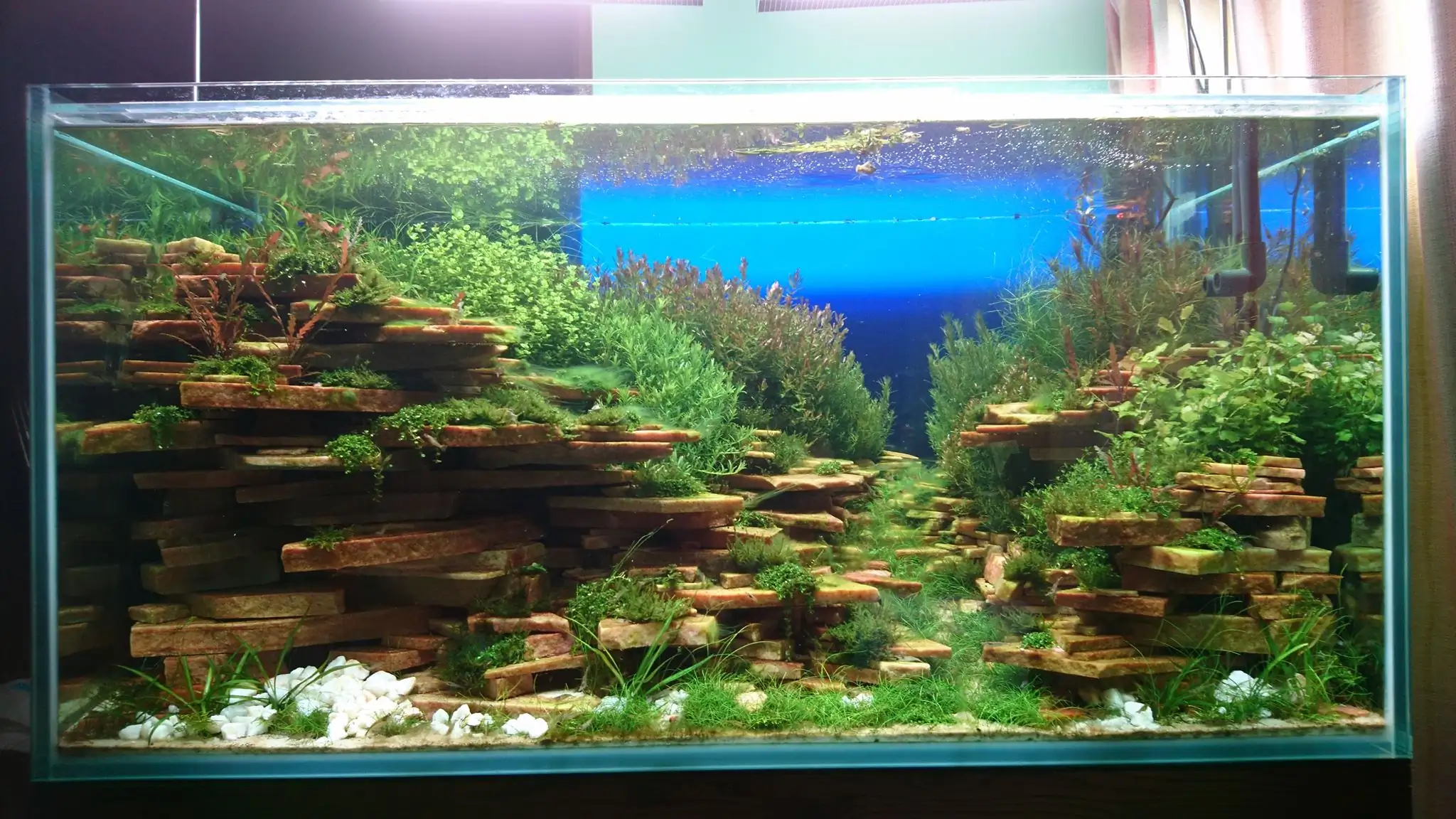 How to make an aquatic plant aquarium ranked 27th in the world - IAPLC 2018 - Place of fascinatin