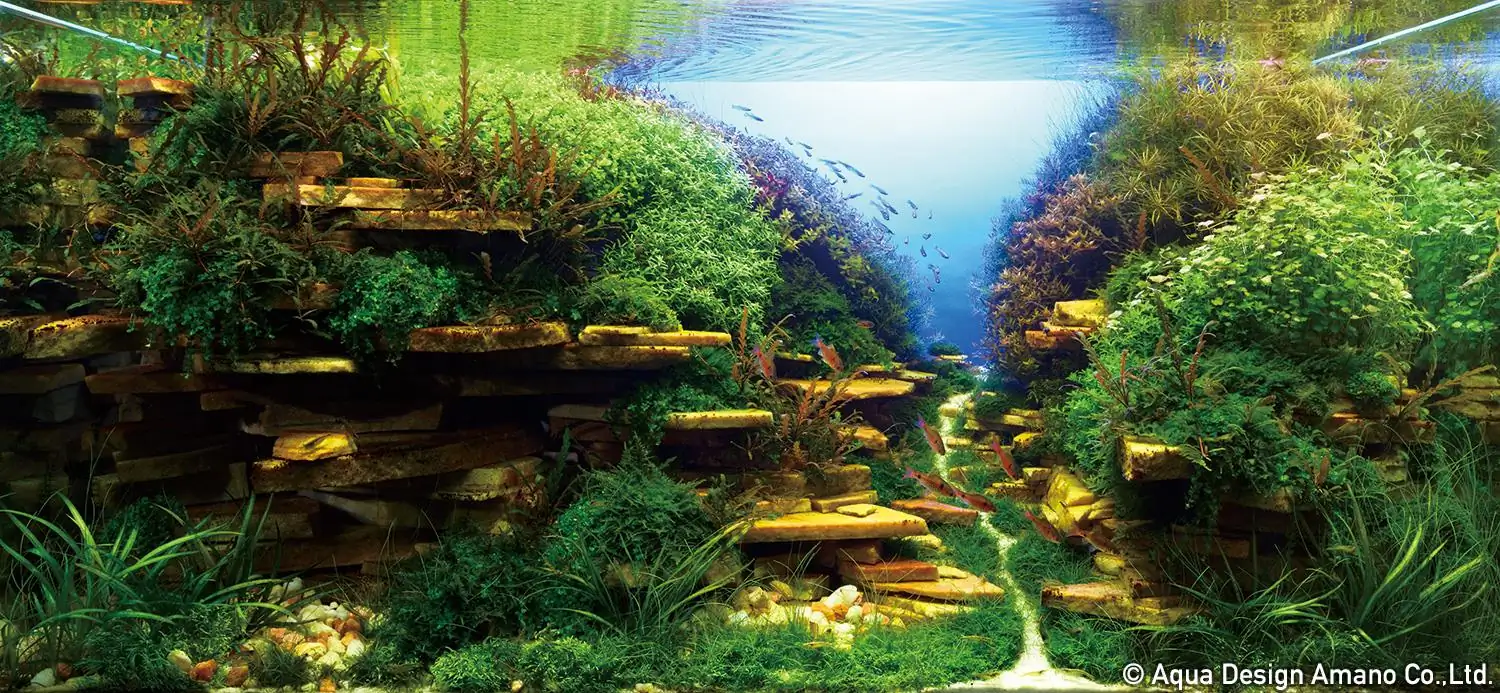 How to make a nature aquarium ranked 27th in the world - IAPLC 2018 - Place of fascinatin