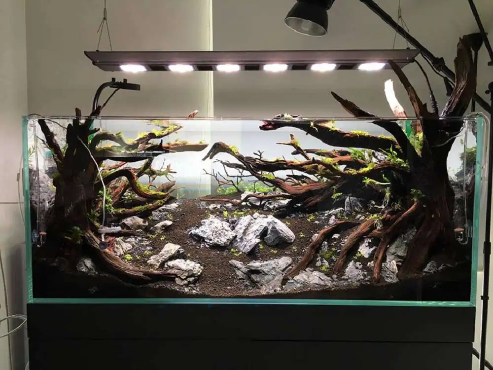 Step by step progression IAPLC 2018 Rank 88 - Delirium 