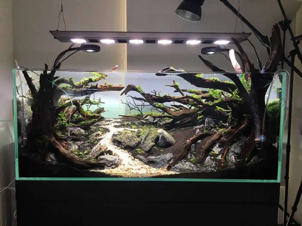 Step by step progression IAPLC 2018 Rank 88 - Delirium 