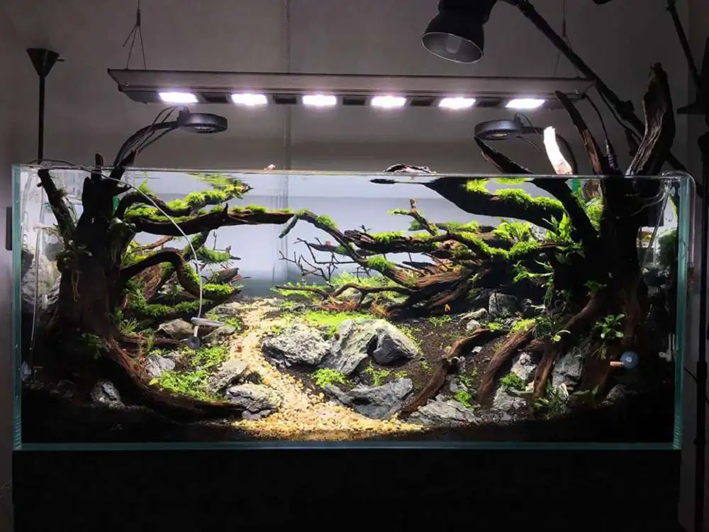 Step by step progression IAPLC 2018 Rank 88 - Delirium 