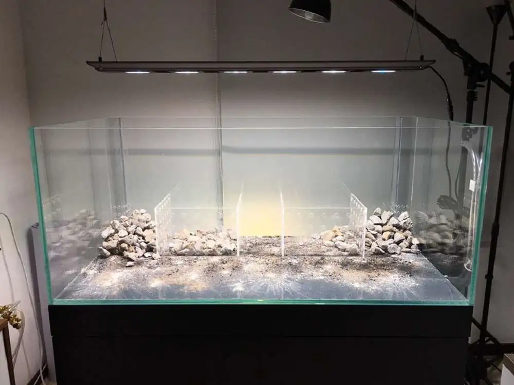 Step by step progression IAPLC 2018 Rank 88 - Delirium 