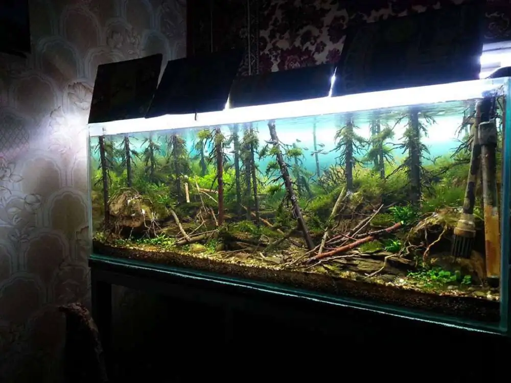 Step by step progression IAPLC 2018 Rank 94 - Morning in the taiga