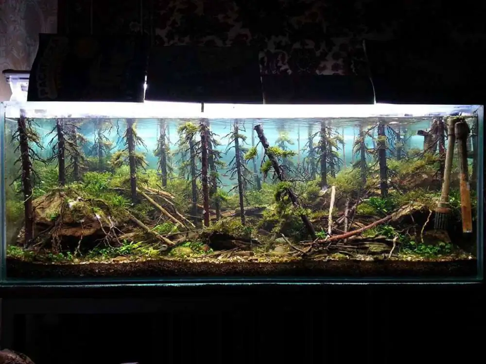 Step by step progression IAPLC 2018 Rank 94 - Morning in the taiga