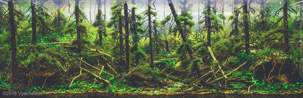 Step by step progression IAPLC 2018 Rank 94 - Morning in the taiga