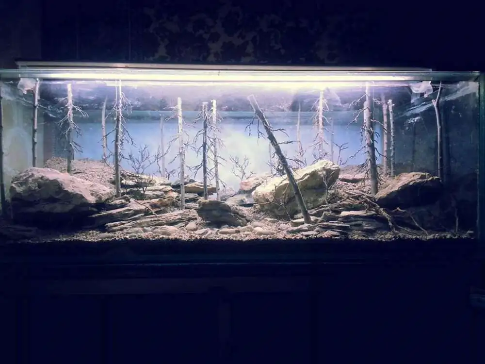 Step by step progression IAPLC 2018 Rank 94 - Morning in the taiga