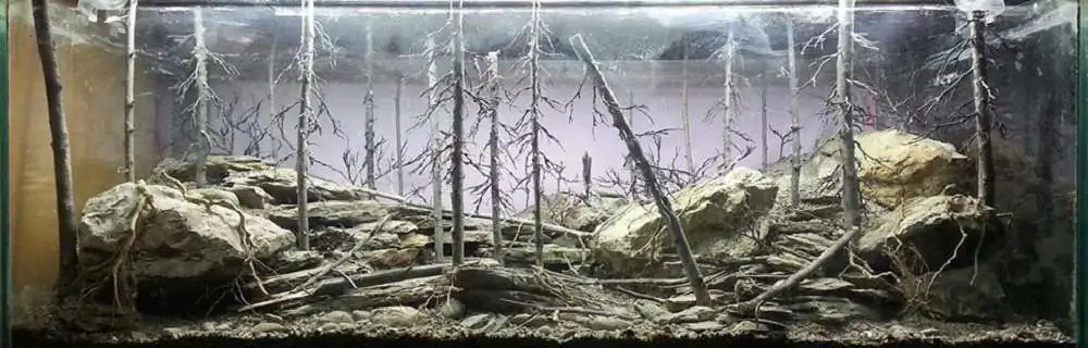 Step by step progression IAPLC 2018 Rank 94 - Morning in the taiga