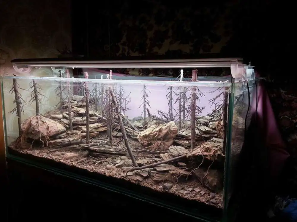 Step by step progression IAPLC 2018 Rank 94 - Morning in the taiga