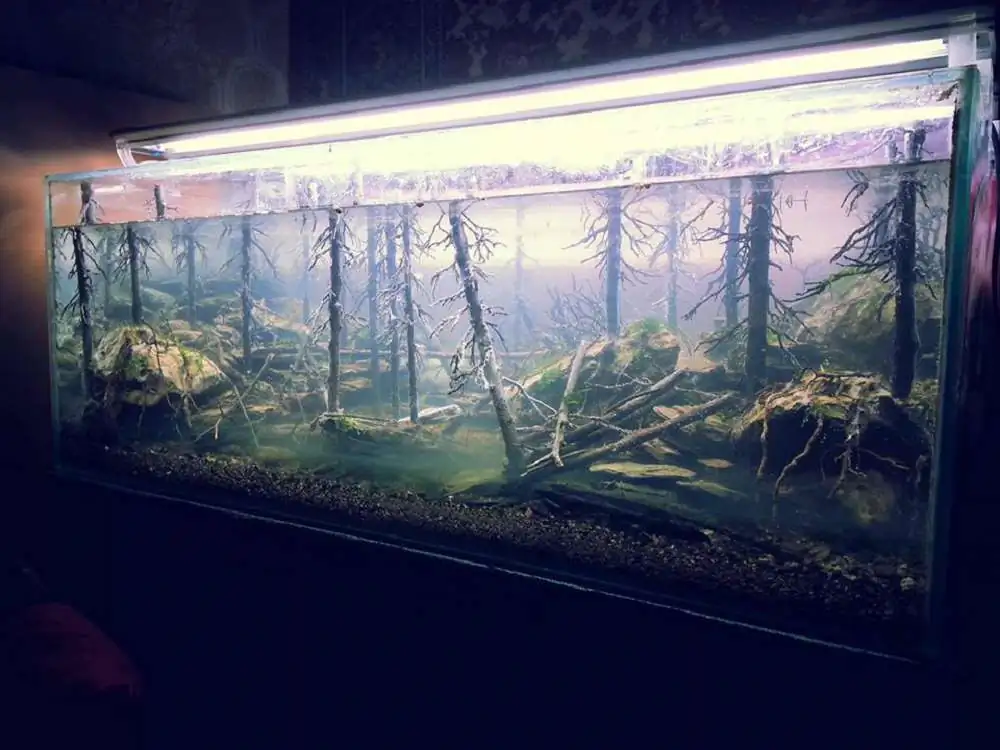 Step by step progression IAPLC 2018 Rank 94 - Morning in the taiga