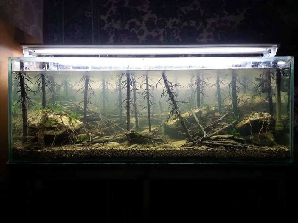 Step by step progression IAPLC 2018 Rank 94 - Morning in the taiga