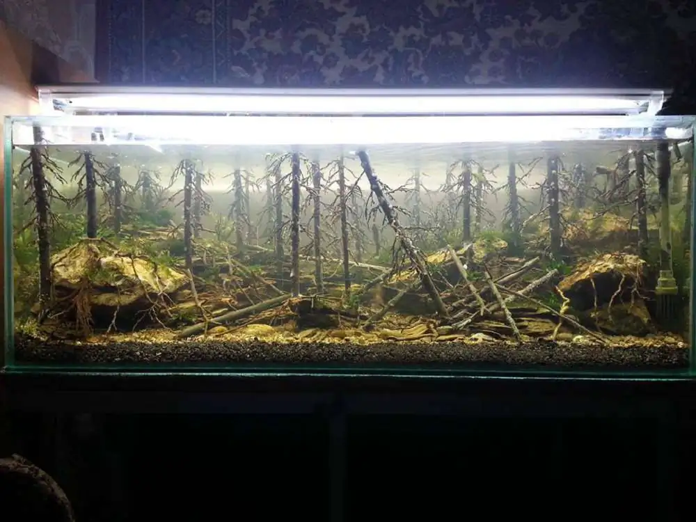 Step by step progression IAPLC 2018 Rank 94 - Morning in the taiga