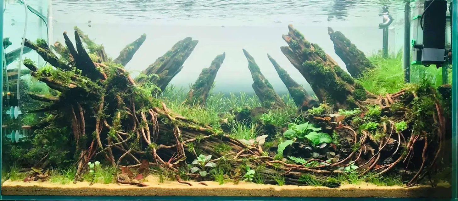 Step by step progression IAPLC 2020 Rank 169 - Blend into the Nature