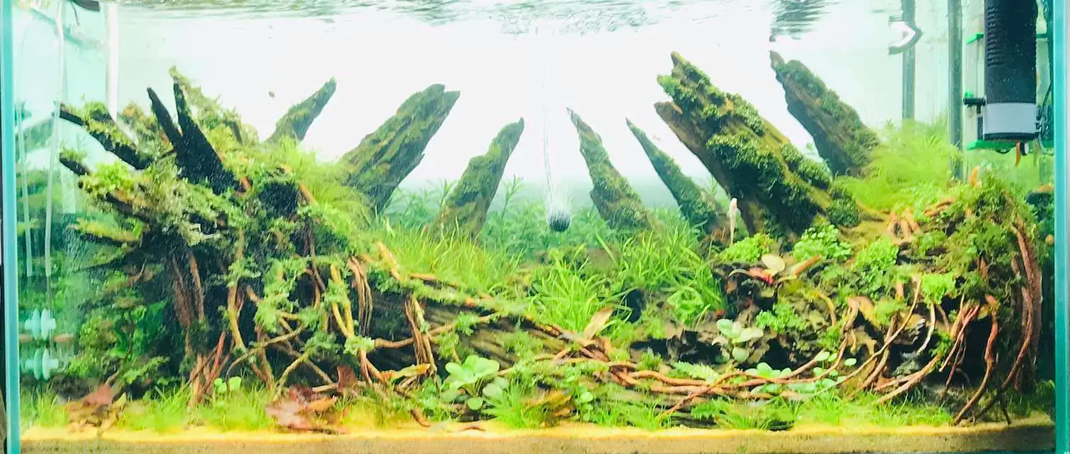 Step by step progression IAPLC 2020 Rank 169 - Blend into the Nature