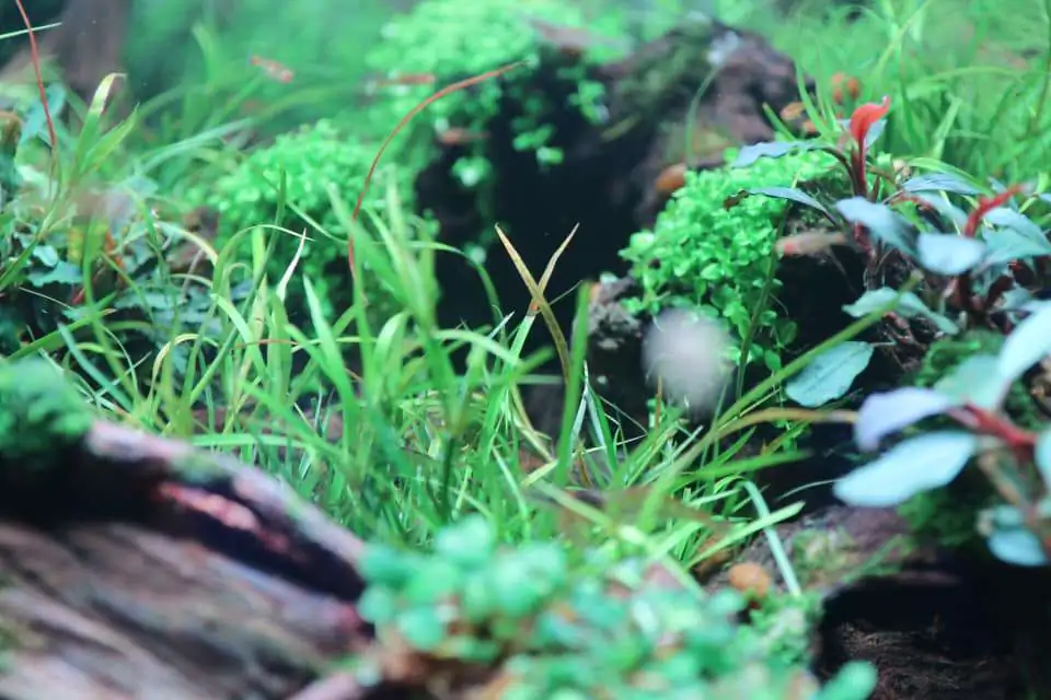 Step by step progression IAPLC 2020 Rank 169 - Blend into the Nature