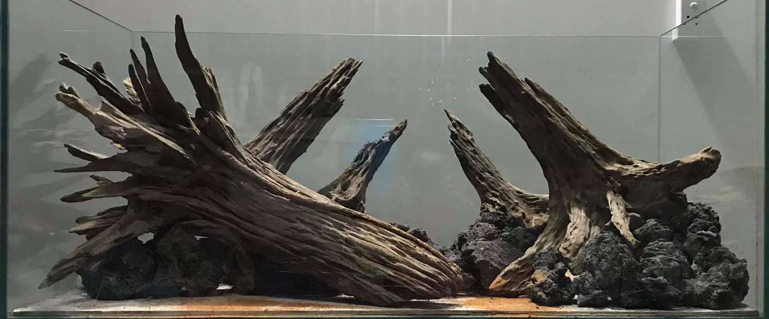 Step by step progression IAPLC 2020 Rank 169 - Blend into the Nature