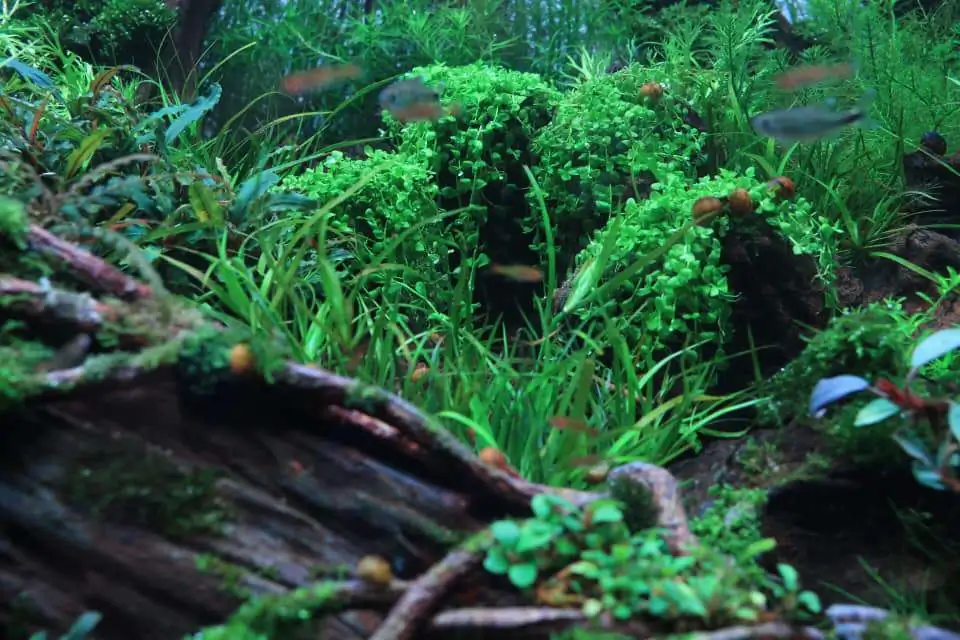 Step by step progression IAPLC 2020 Rank 169 - Blend into the Nature