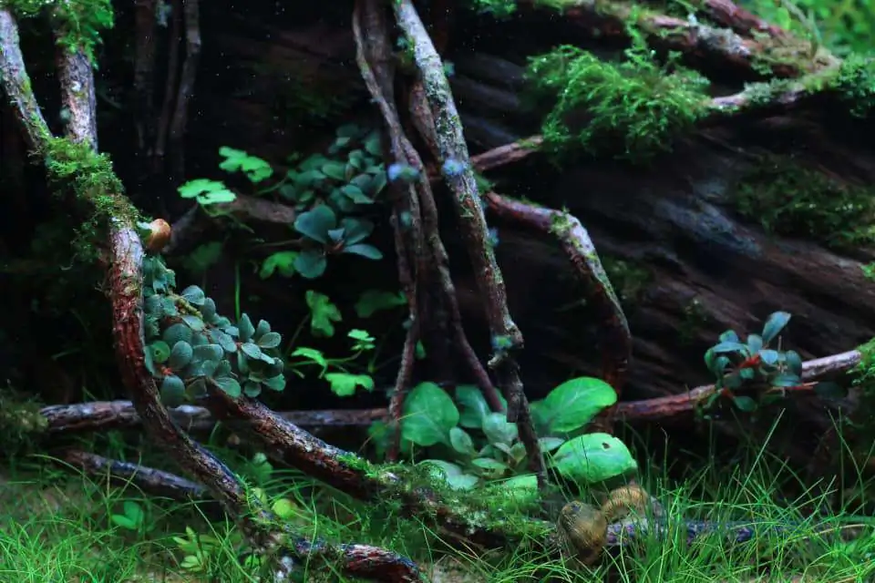 Step by step progression IAPLC 2020 Rank 169 - Blend into the Nature