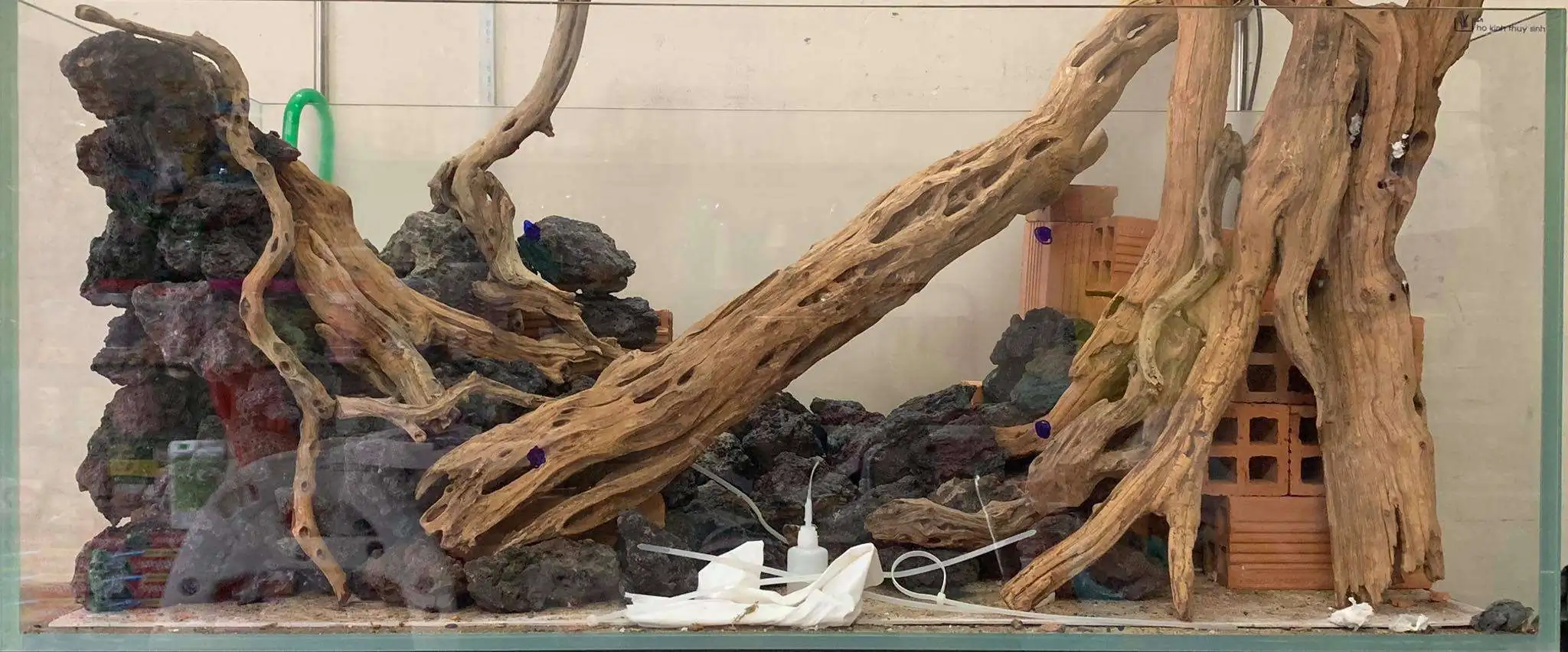 Step by step progression IAPLC 2020 Rank 107 - Wild Sound