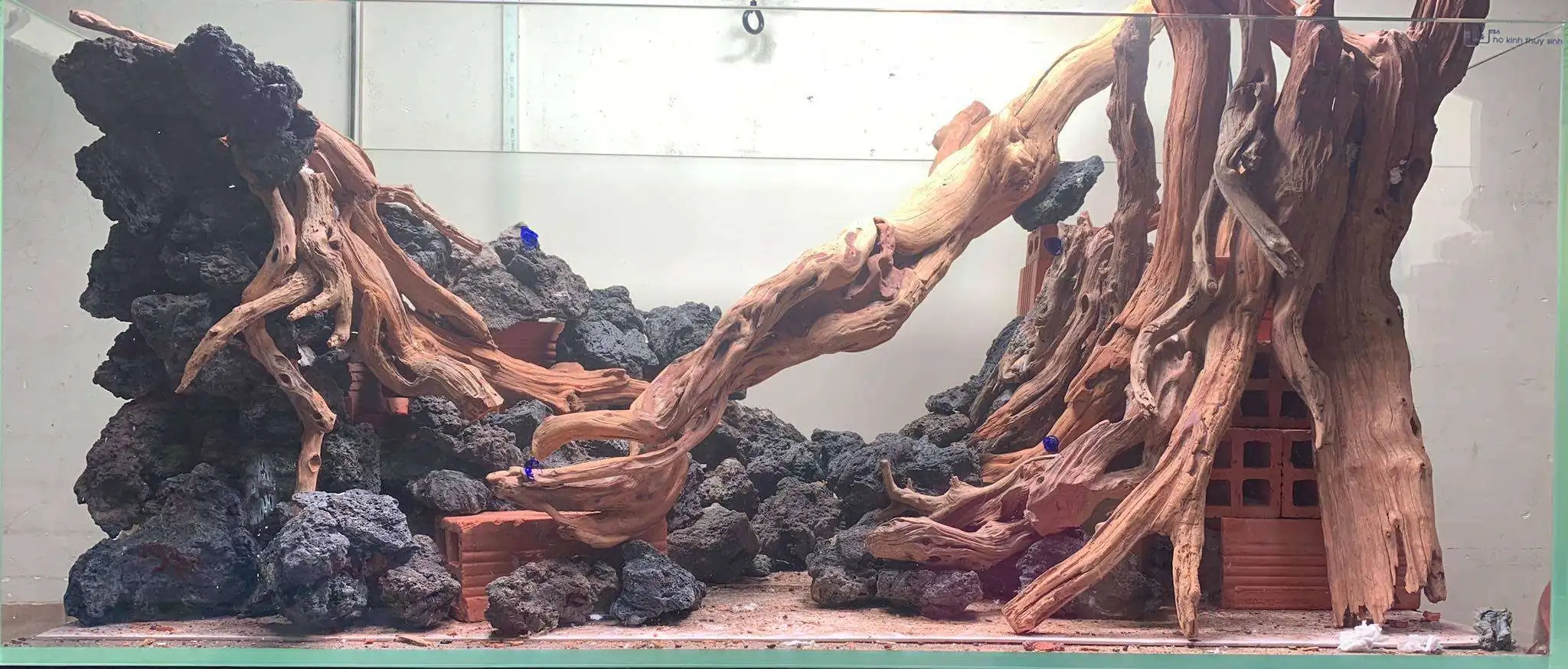 Step by step progression IAPLC 2020 Rank 107 - Wild Sound