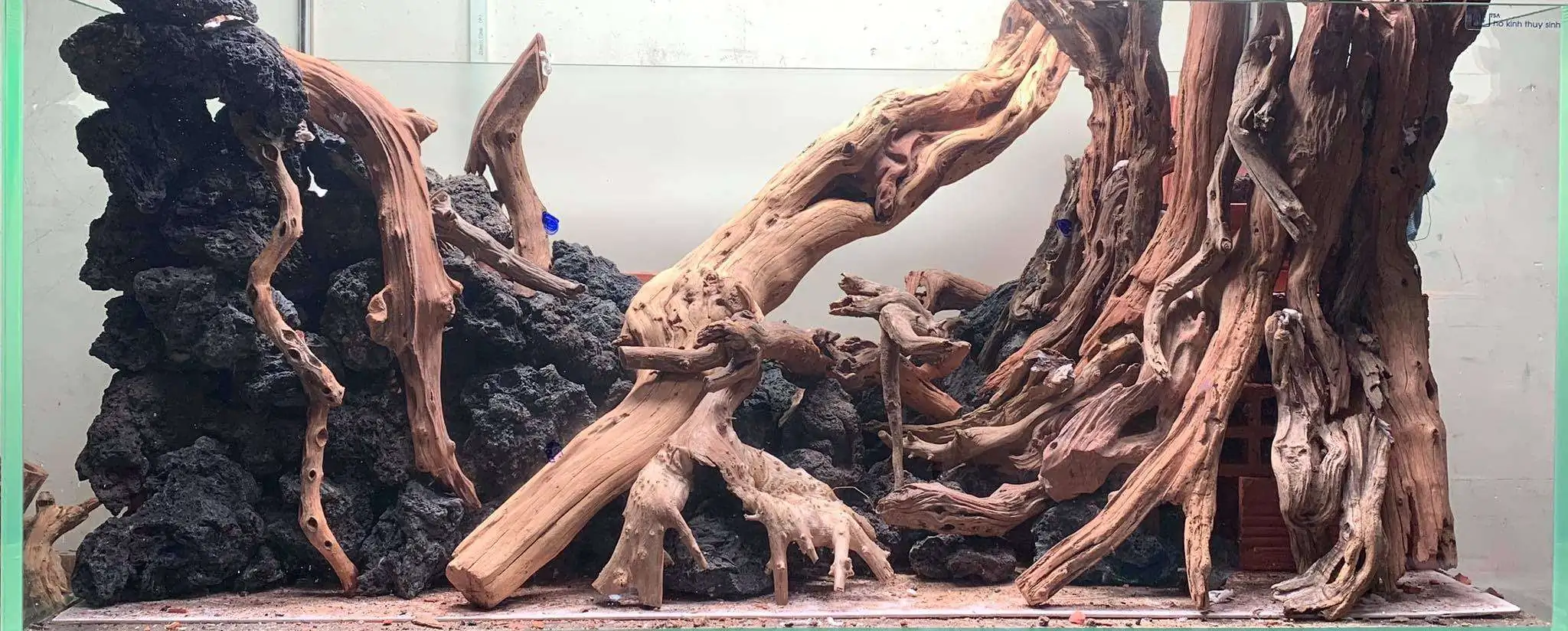 Step by step progression IAPLC 2020 Rank 107 - Wild Sound