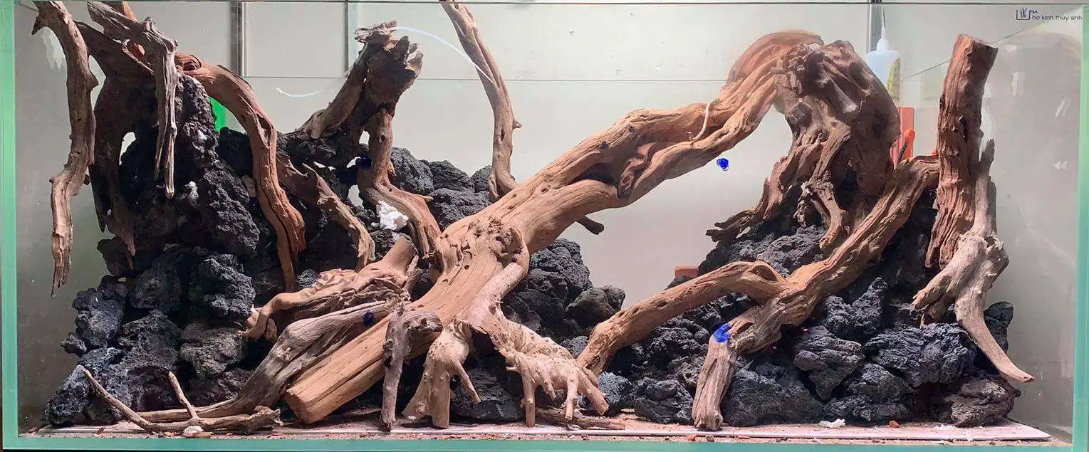 Step by step progression IAPLC 2020 Rank 107 - Wild Sound