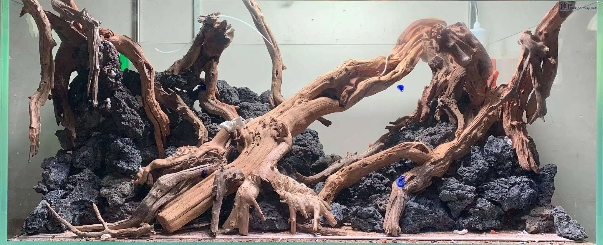 Step by step progression IAPLC 2020 Rank 107 - Wild Sound