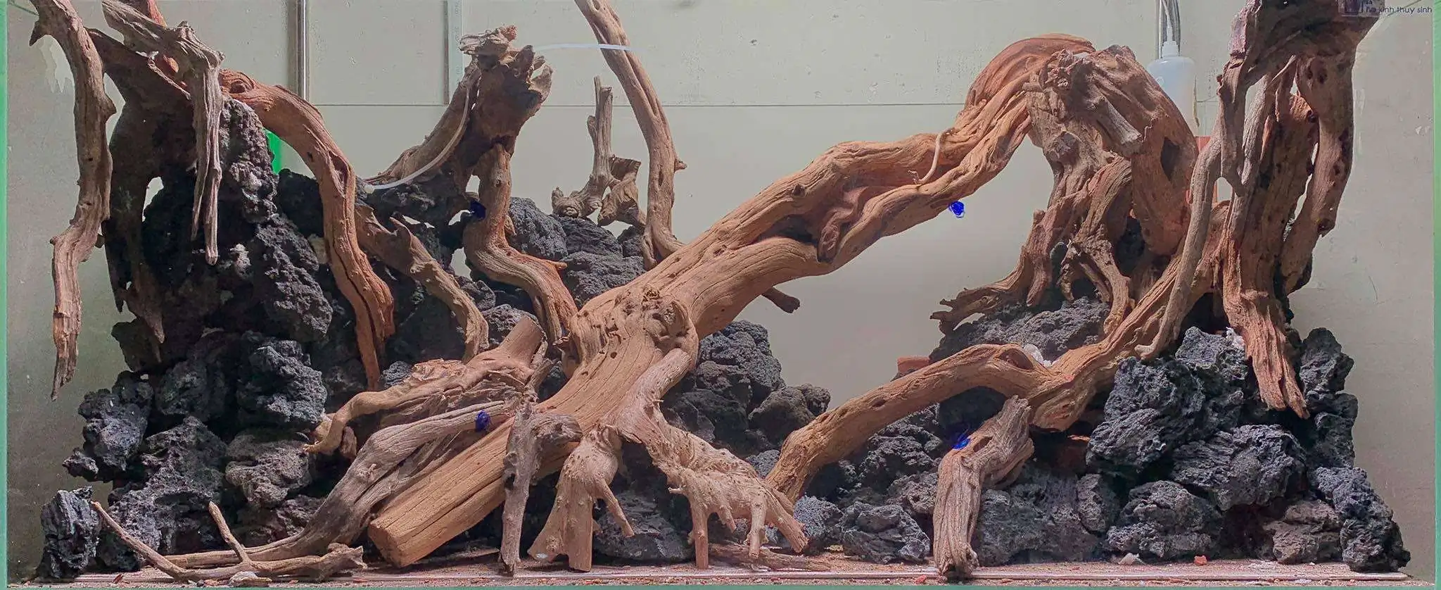 Step by step progression IAPLC 2020 Rank 107 - Wild Sound