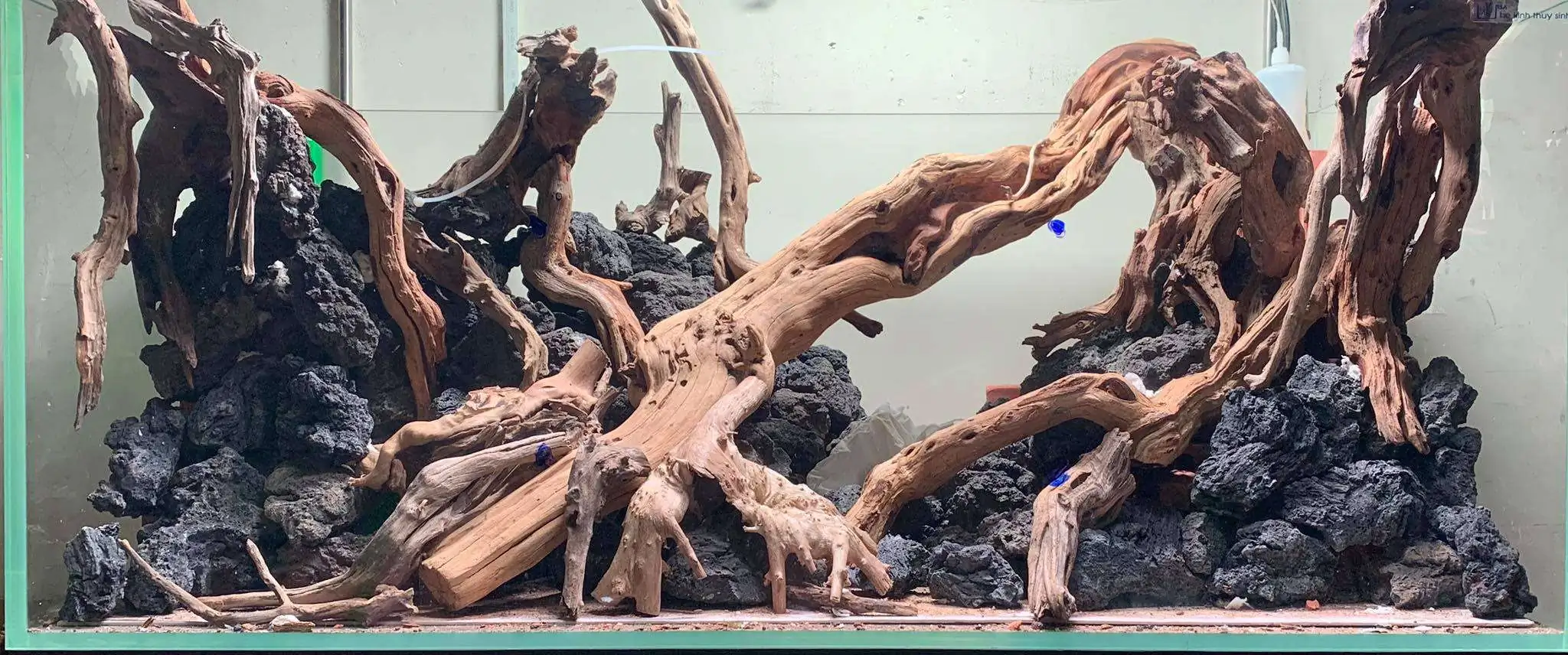 Step by step progression IAPLC 2020 Rank 107 - Wild Sound