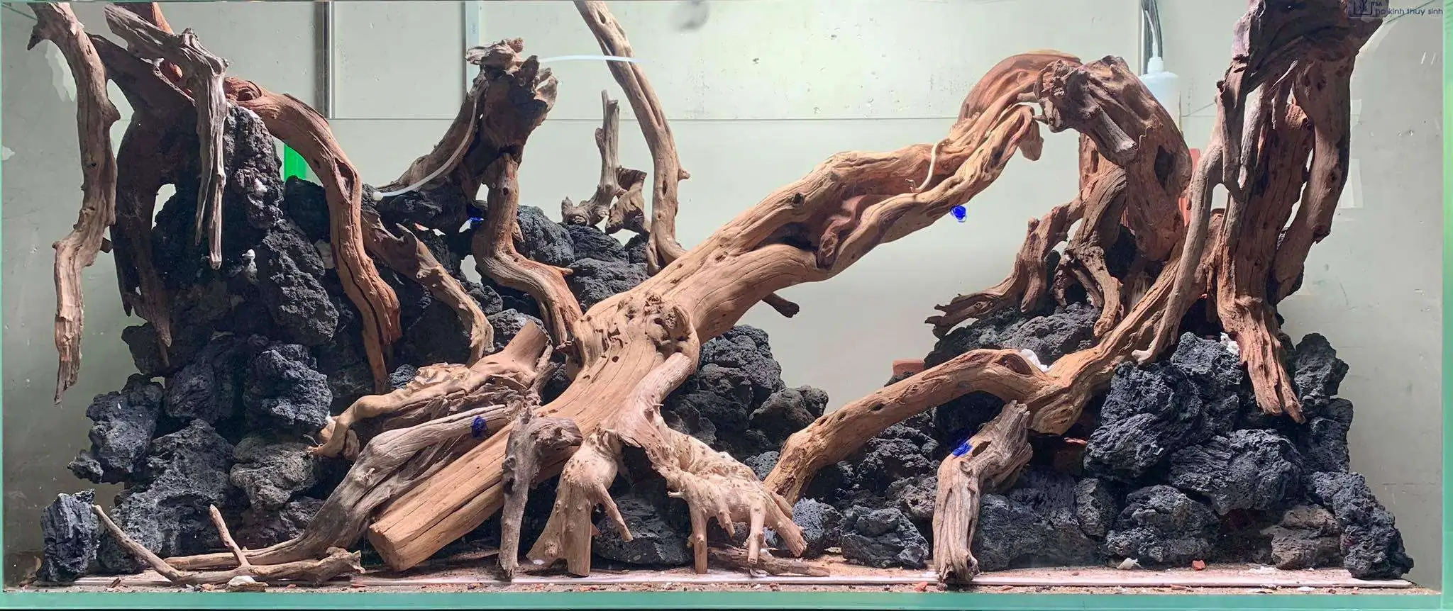 Step by step progression IAPLC 2020 Rank 107 - Wild Sound