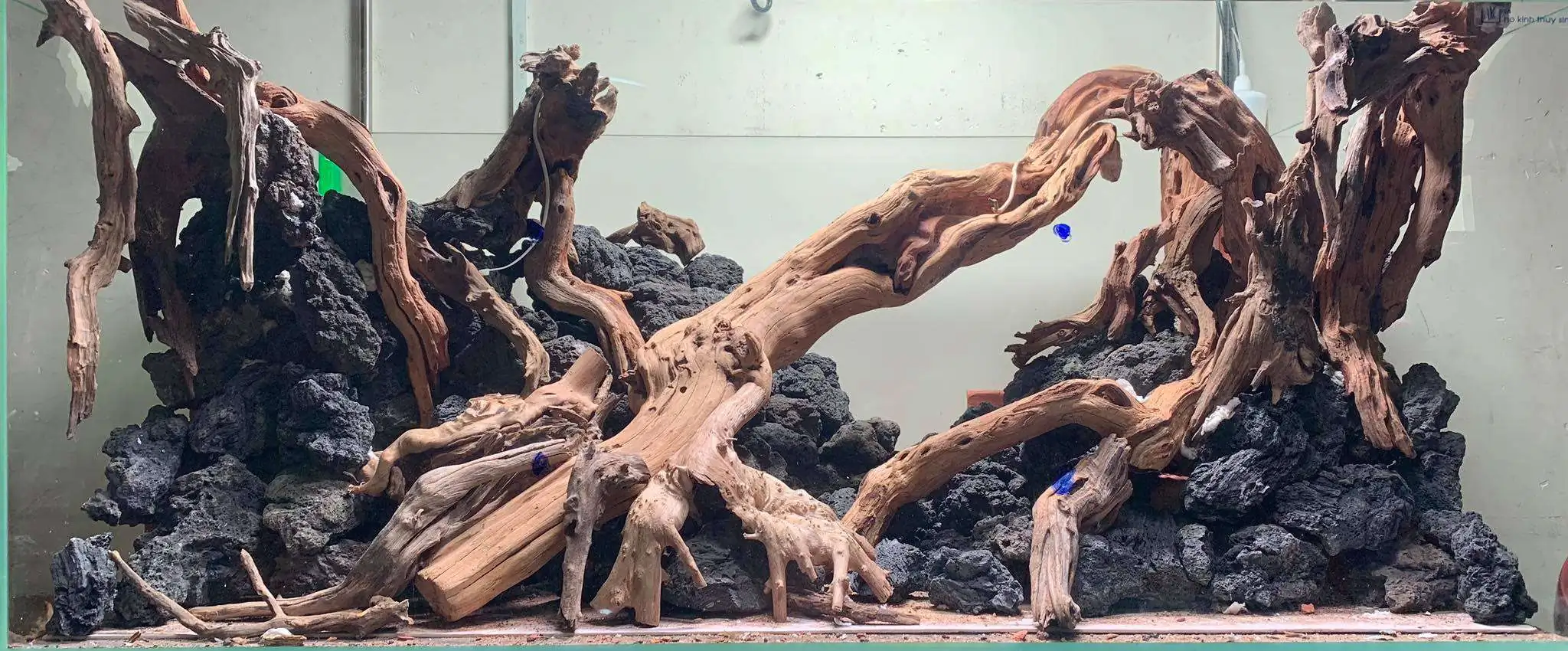 Step by step progression IAPLC 2020 Rank 107 - Wild Sound