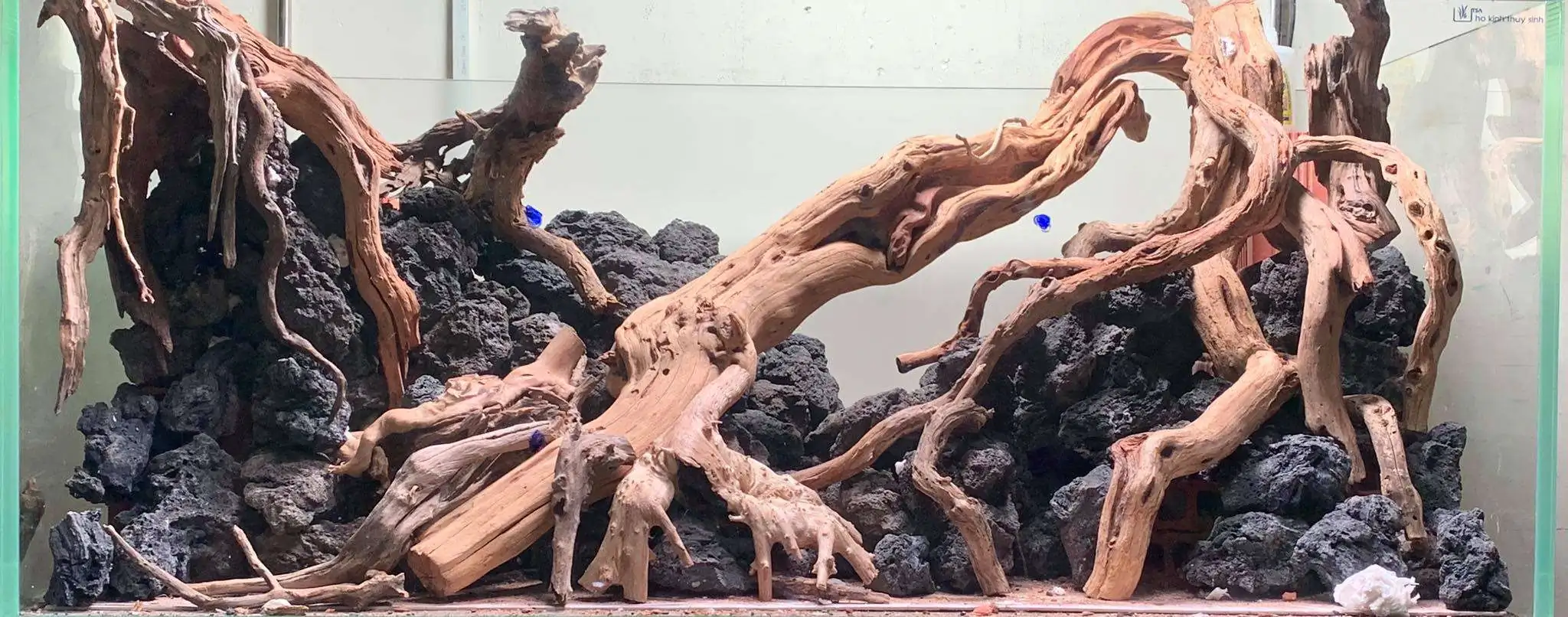 Step by step progression IAPLC 2020 Rank 107 - Wild Sound