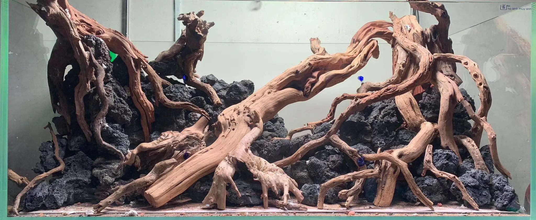 Step by step progression IAPLC 2020 Rank 107 - Wild Sound