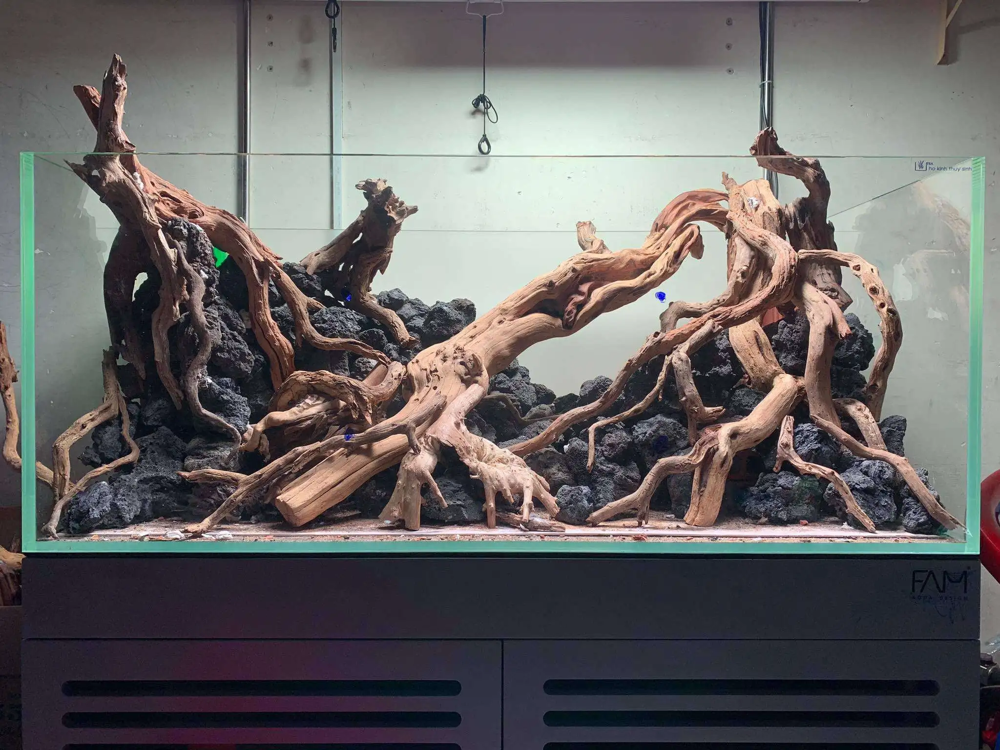 Step by step progression IAPLC 2020 Rank 107 - Wild Sound